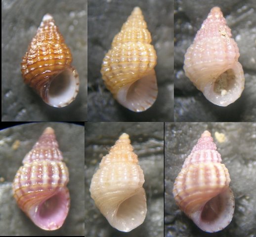 Alvania settepassii-lineata